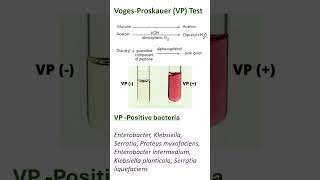 VogesProskauer VP Test [upl. by Carlock]