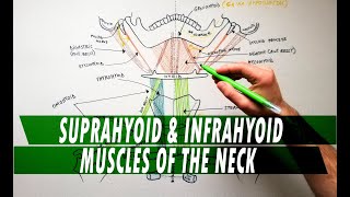 Suprahyoid amp Infrahyoid muscles of the neck  Anatomy Tutorial [upl. by Ashlin]