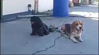 DOG TRAINING BEAGLE AND SHIH TZU [upl. by Larual923]