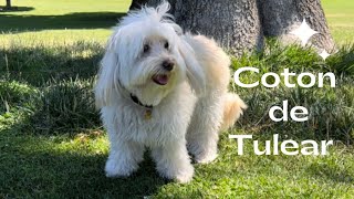 Coton de Tulear  The adorable funny small dog from Madagascar [upl. by Neellok]