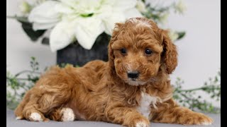 Micro Mini Goldendoodle Puppies for Sale [upl. by Mitch984]