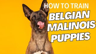 How to Train Belgian Malinois Puppy [upl. by Pollyanna]