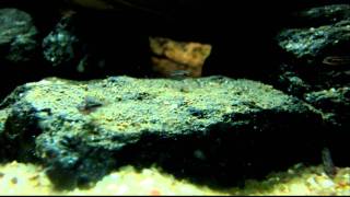 Julidochromis dickfeldi fry [upl. by Kristianson]