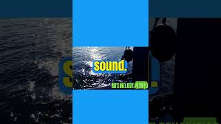 What is Sound  Explained in 60 Seconds [upl. by Brana212]