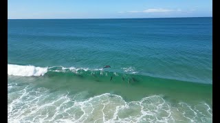 Dolphins Surfing Forster Tuncurry [upl. by Arline712]