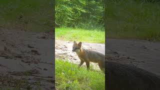 Daily Gray Fox Trail Camera Visit [upl. by Titania423]