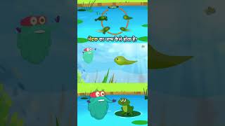 मेंढक का जीवन चक्र  Life Cycle Of A Frog In Hindi  Binocs Ki Duniya shorts [upl. by Elrem]