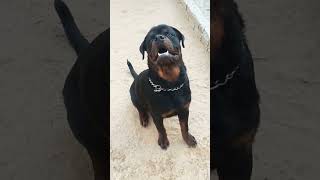 Cute Rottweiler Puppy \ rottweiler rottweilerpuppy rottweilerpuppies [upl. by Oimetra]