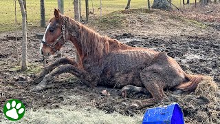 Defeated horse goes through incredible transformation [upl. by Ennahoj741]