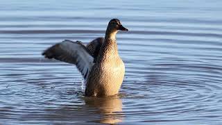 Mallard bathing [upl. by Nnalyrehc723]