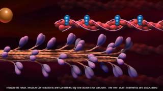 Muscle Contraction  Cross Bridge Cycle [upl. by Benedic]