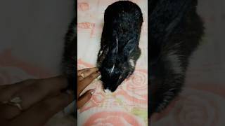 Cute black bunny being caressed 🤗🐰youtubeshorts trending cute BrownRabbit [upl. by Nivled149]