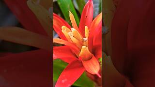 guzmania lingulata plant viral vsaworld 258 shorts [upl. by Liban]