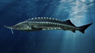 Facts The Beluga Sturgeon [upl. by Preuss]