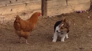 Corgi vs Chicken  Fight [upl. by Erej]