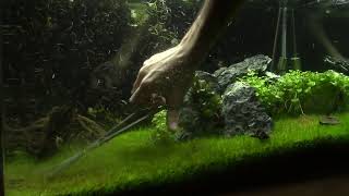 Poda Acuario tapizado eleocharis mini time lapse [upl. by Danielson303]