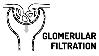 GLOMERULAR FILTRATION made easy [upl. by Harve385]