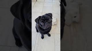 Black pug being cute 😍 [upl. by Alekin]