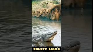 Lions Risky Sip Drinking Water Near a Deadly Crocodile [upl. by Queri]