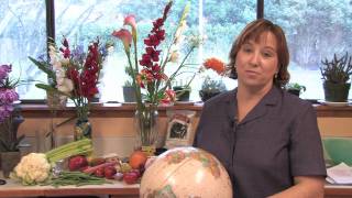 Gardening Tips  How to Plant Gerber Daisies [upl. by Yuille]