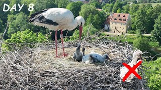 One little stork less in the nest  Drone video day 8  Stork family from air [upl. by Areemas]