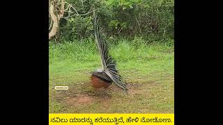 ತಿರುಗಿ ತಿರುಗಿ ಕರೆಯುತ್ತಿದೆ ಈ ನವಿಲು ಯಾರನ್ನು Crying Peacock [upl. by Cooperman]