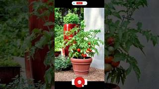 How to protect 🍅your plant from insects at Home tamato Plant🍅terracegarden organicfarming tomato [upl. by Frisse38]