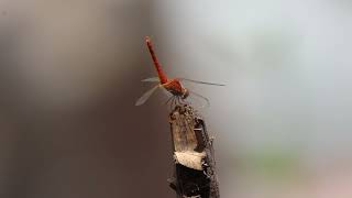 Redveined darter dragonfly insects backyardwildlife [upl. by Sillyhp418]