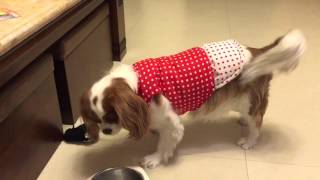 Cavalier King Charles spaniel  barking at the toy rat [upl. by Jilleen]