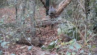 Naturalistic aviary furnishings amp habitat recreation for cheer pheasant Catreus wallichii [upl. by Eladal]