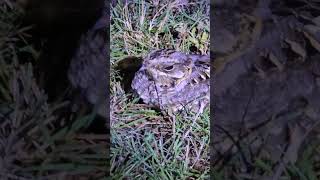 Nightjar Indian nightjar birds birdlovers birdvideos bird birdwatching nightbird nightbird [upl. by Naret]