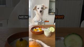 Hund 🐶  Kürbis🎃  ❤️ hund kochen rezept [upl. by Sara-Ann]