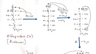 Kiliani Fischer synthesis  Interconversion of Aldopentose to Aldohexose  Arabinose to Glucose [upl. by Ireg825]