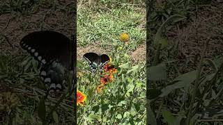 Swallowtail Butterfly On Blanket Flower nature swallowtailbutterfly gardening [upl. by Merle]