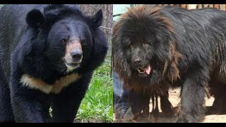 3 Tibetan mastiff vs bear [upl. by Merras781]