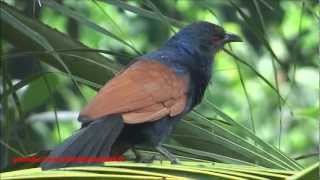 Crow Pheasant  Greater Coucal  Centropus Sinensis Bird [upl. by Nagy570]