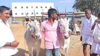 Glorious Hallikar ox pair of Farmer Nuthan Tubagere in Sri Ghatti Subramanaya cattle Fair D pura [upl. by Joan]