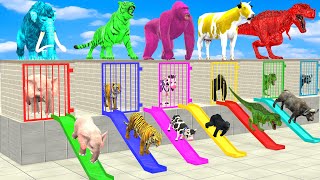 Cow Elephant Lion Gorilla Hippo Animal Long Slide Game Funny 3d Paint Animals Cage Game Mystery Key [upl. by Ashelman]