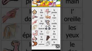 quotLearn French Body Parts Vocabulary for BeginnersquotquotMaster French Body Parts [upl. by Behre386]