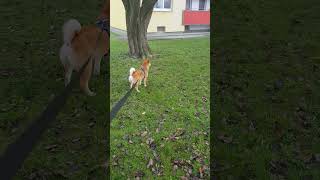 Shiba Inu 💞Kaito 🤔 Hey🤩 Cat 🐈 I just wanted to play with you 🙄🤔 [upl. by Oglesby431]