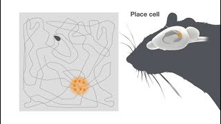 Explaining the Brain’s Inner MapMaker [upl. by Bloxberg]