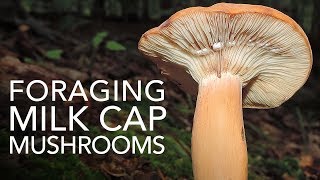 Foraging Milk Cap Mushrooms [upl. by Renba]