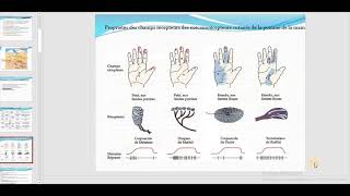 Physiologie  LA SOMESTHESIE par HIBET ARRAHMAN MATRICH [upl. by Cl278]