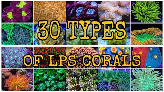 30 TYPES OF LPS CORALS [upl. by Razaele]