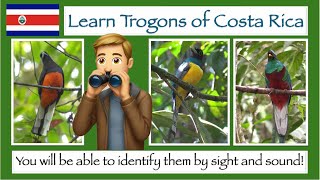 Learn to identify Costa Rica Trogons by sight and sound [upl. by Sarazen]