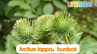 Arctium lappa edible burdock root as vegetables or teaChina seeds suppliers [upl. by Lorie112]