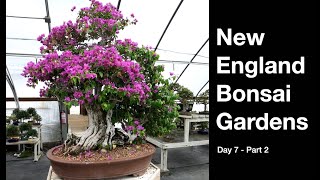 New England Bonsai Garden Daves Bonsai E452 [upl. by Anelrac]