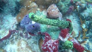 Coral Collecting In The Fl Keys  RICORDEA GORGS SPONGE St THOMAS [upl. by Lotte]