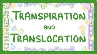 GCSE Biology  Transport in plants  Translocation Phloem and Transpiration Xylem 51 [upl. by Elraet]