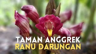 TAMAN ANGGREK RANU DARUNGAN Taman Anggrek Liar Pertama di Indonesia dalam Hutan GUNUNG SEMERU [upl. by Aveer588]